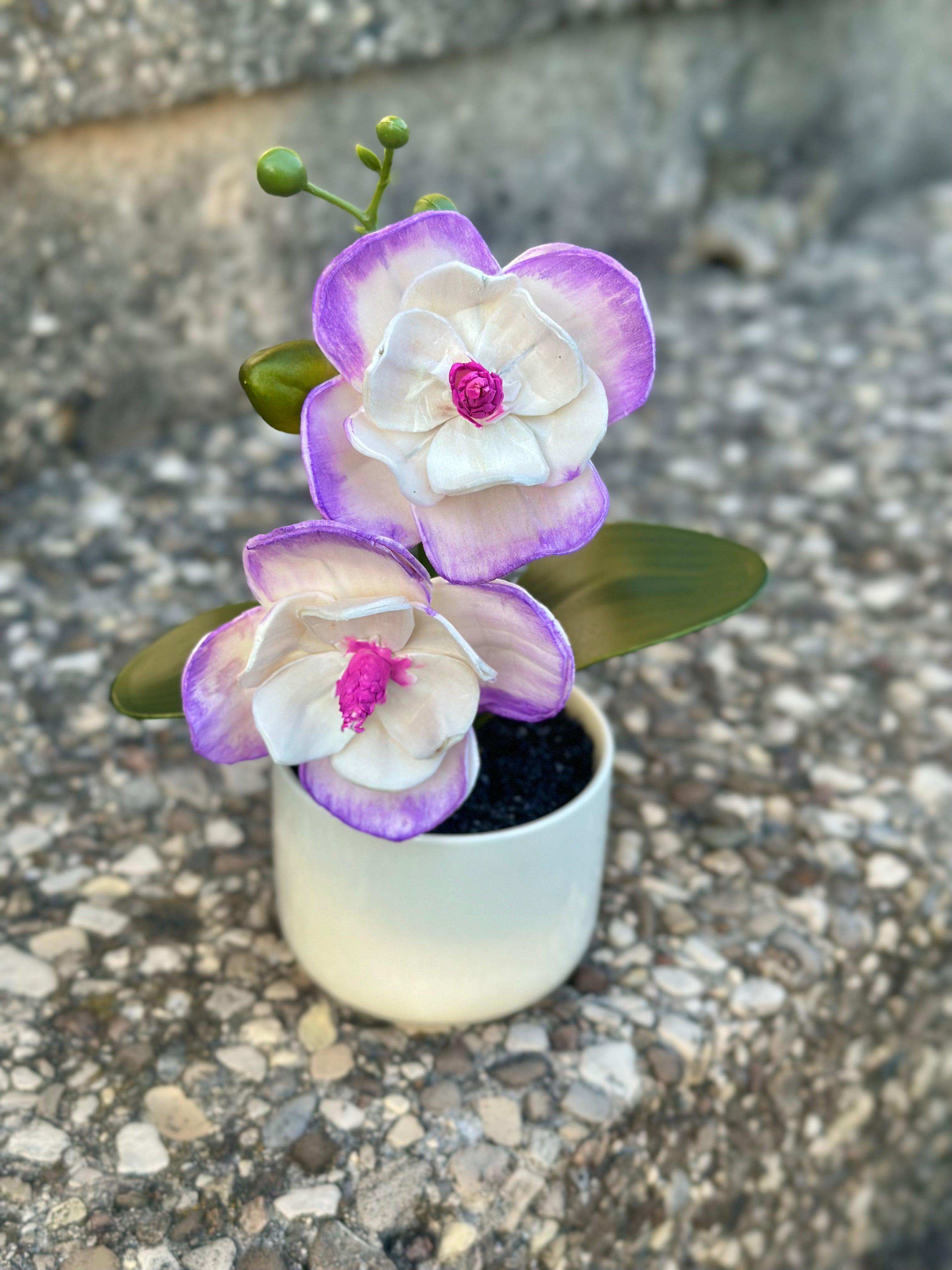 Baby Orchid (White/Purple)
