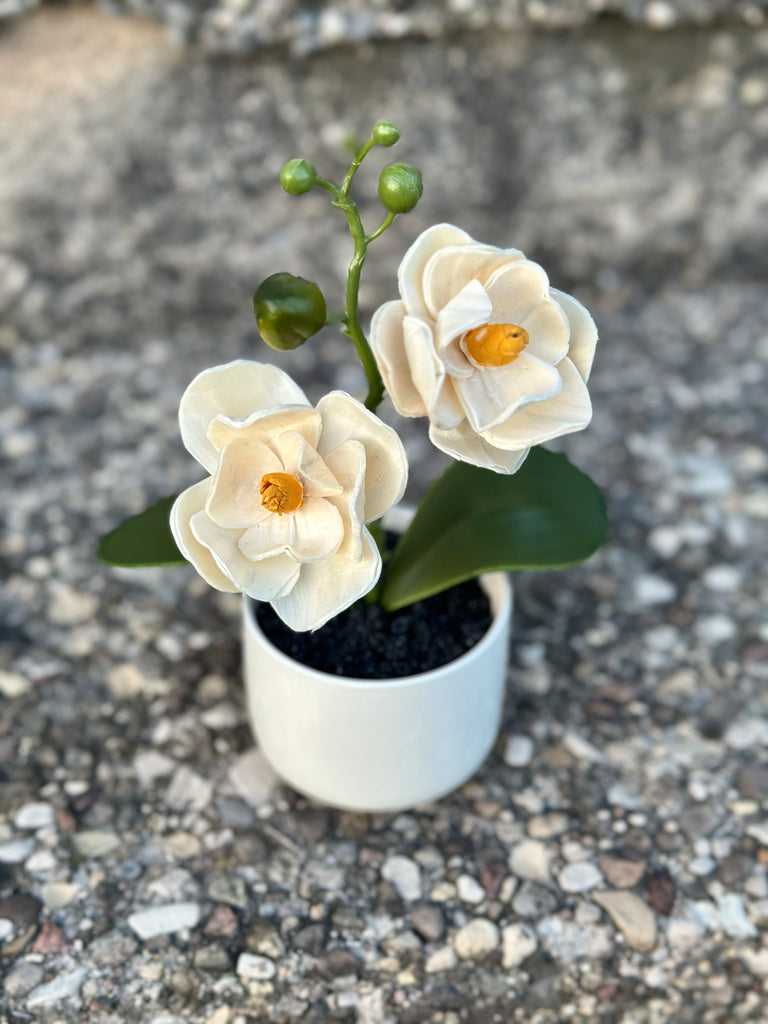 Baby Orchid (White)