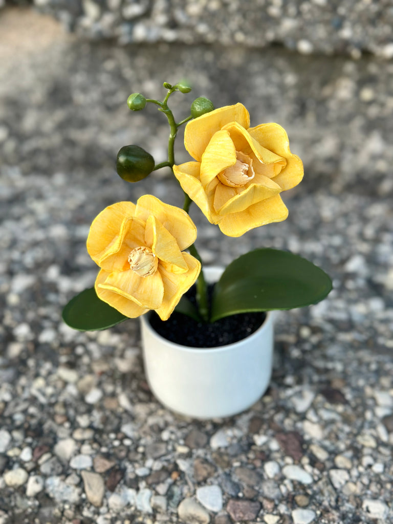 Baby Orchid (Yellow)